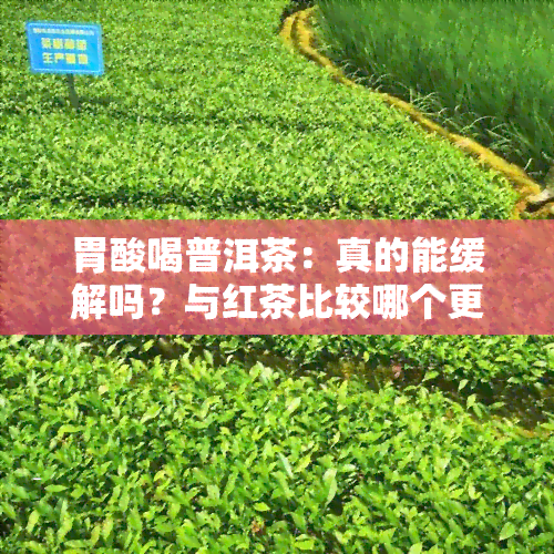 胃酸喝普洱茶：真的能缓解吗？与红茶比较哪个更好？