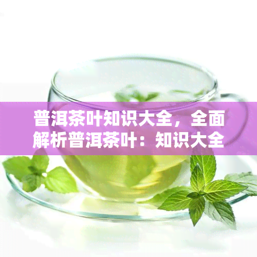 普洱茶叶知识大全，全面解析普洱茶叶：知识大全