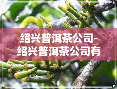 绍兴普洱茶公司-绍兴普洱茶公司有哪些