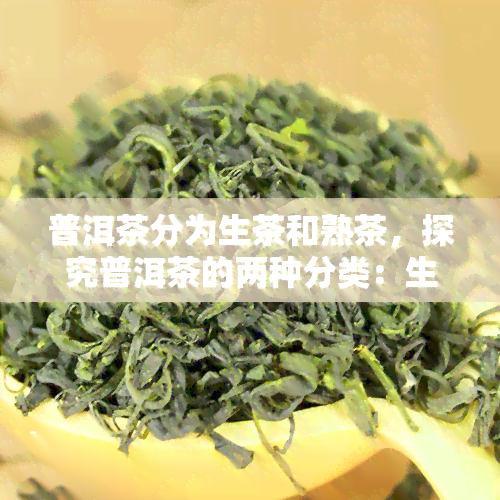 普洱茶分为生茶和熟茶，探究普洱茶的两种分类：生茶与熟茶的区别