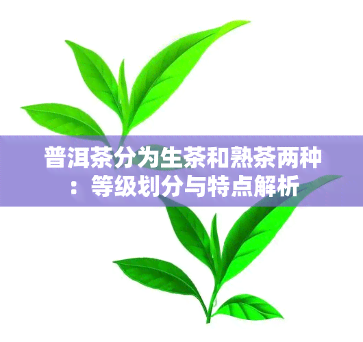 普洱茶分为生茶和熟茶两种：等级划分与特点解析