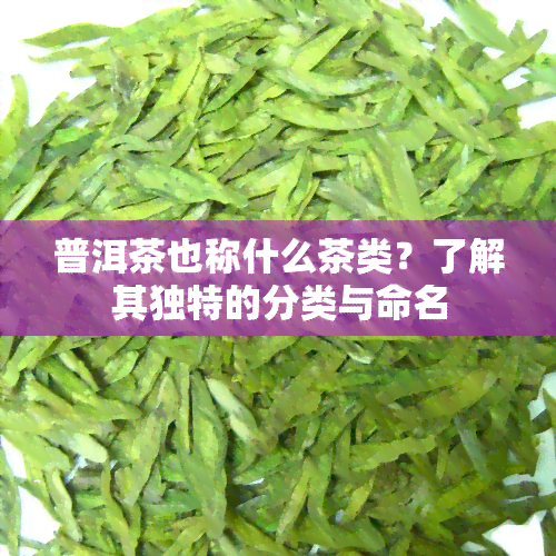 普洱茶也称什么茶类？了解其独特的分类与命名