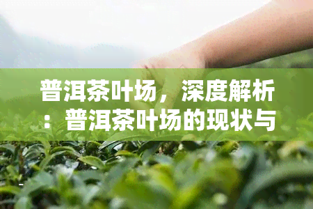 普洱茶叶场，深度解析：普洱茶叶场的现状与未来趋势