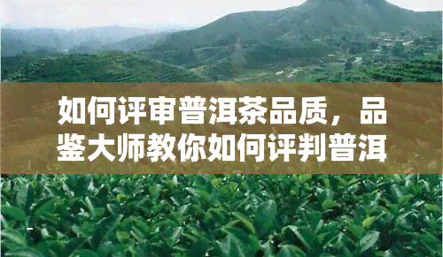 如何评审普洱茶品质，品鉴大师教你如何评判普洱茶的优劣