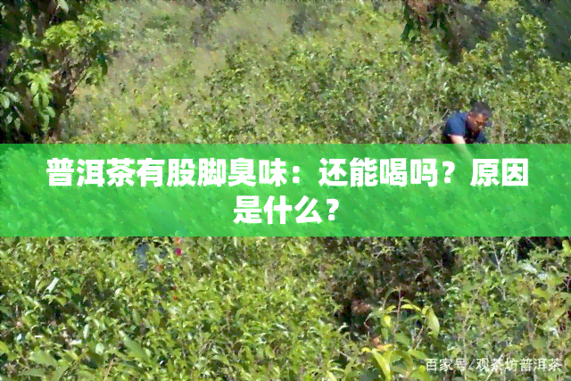 普洱茶有股脚臭味：还能喝吗？原因是什么？