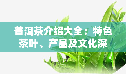 普洱茶介绍大全：特色茶叶、产品及文化深度解析