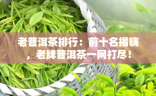 老普洱茶排行：前十名揭晓，老牌普洱茶一网打尽！