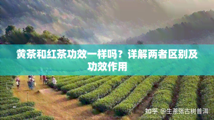 黄茶和红茶功效一样吗？详解两者区别及功效作用