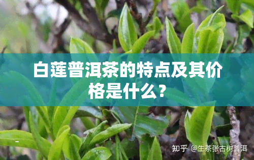 白莲普洱茶的特点及其价格是什么？