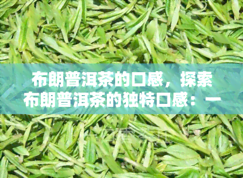 布朗普洱茶的口感，探索布朗普洱茶的独特口感：一种深度和丰富的味道体验