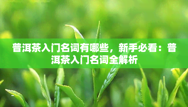 普洱茶入门名词有哪些，新手必看：普洱茶入门名词全解析