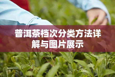 普洱茶档次分类方法详解与图片展示