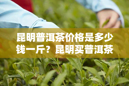 昆明普洱茶价格是多少钱一斤？昆明买普洱茶的价位及介绍，云南昆明普洱茶厂探访