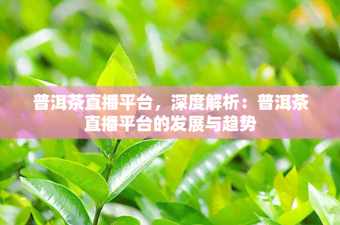 普洱茶直播平台，深度解析：普洱茶直播平台的发展与趋势