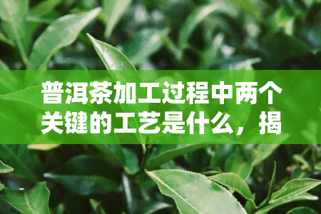 普洱茶加工过程中两个关键的工艺是什么，揭秘普洱茶加工过程中的两个关键工艺