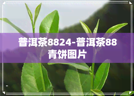 普洱茶8824-普洱茶88青饼图片