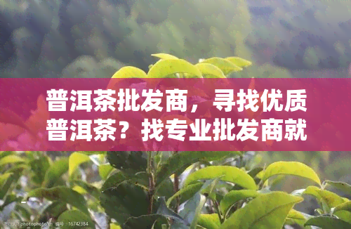 普洱茶批发商，寻找优质普洱茶？找专业批发商就对了！