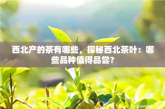 西北产的茶有哪些，探秘西北茶叶：哪些品种值得品尝？