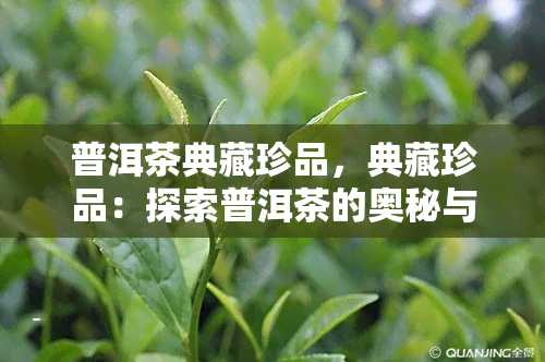 普洱茶典藏珍品，典藏珍品：探索普洱茶的奥秘与魅力