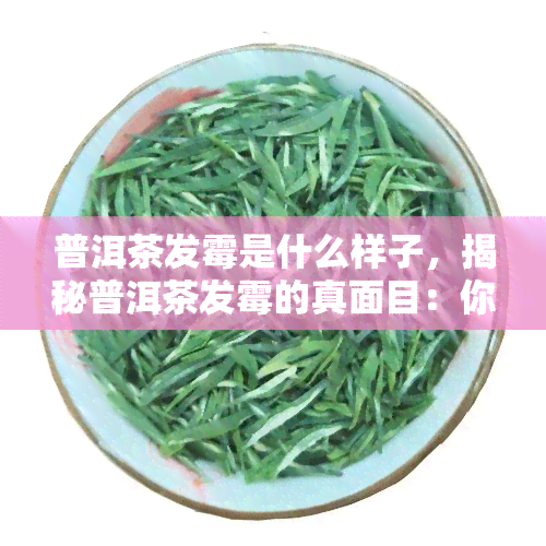 普洱茶发霉是什么样子，揭秘普洱茶发霉的真面目：你不知道的样子！