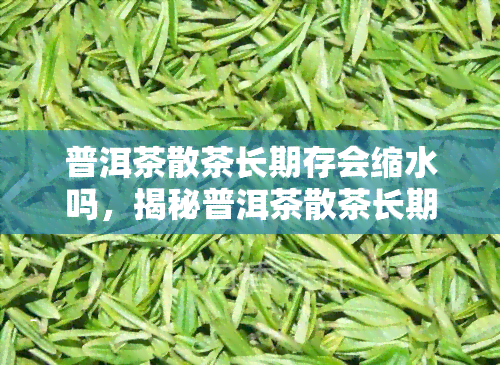 普洱茶散茶长期存会缩水吗，揭秘普洱茶散茶长期存是否会缩水？