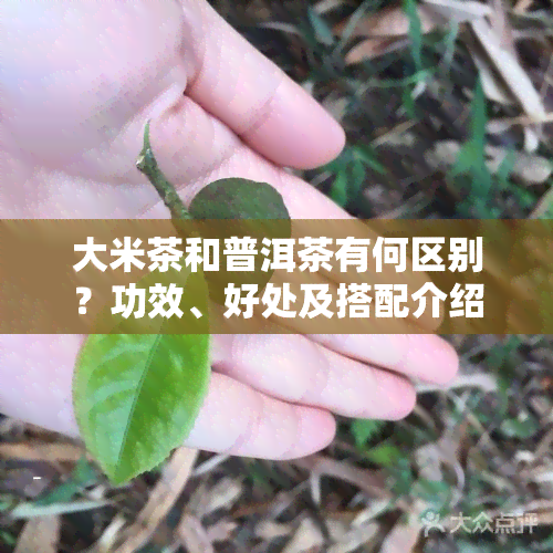 大米茶和普洱茶有何区别？功效、好处及搭配介绍