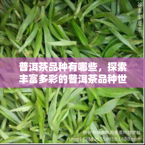 普洱茶品种有哪些，探索丰富多彩的普洱茶品种世界