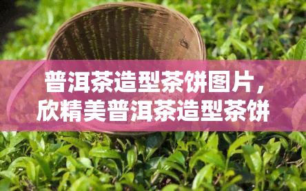 普洱茶造型茶饼图片，欣精美普洱茶造型茶饼图片，品味云南独特韵味