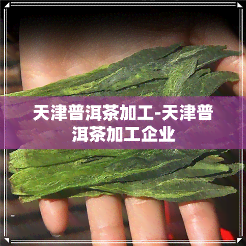 天津普洱茶加工-天津普洱茶加工企业