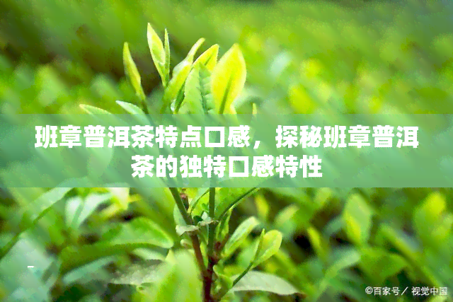 班章普洱茶特点口感，探秘班章普洱茶的独特口感特性