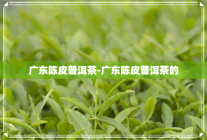 广东陈皮普洱茶-广东陈皮普洱茶的