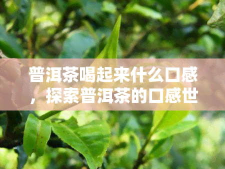 普洱茶喝起来什么口感，探索普洱茶的口感世界：从醇厚到回，一一品味