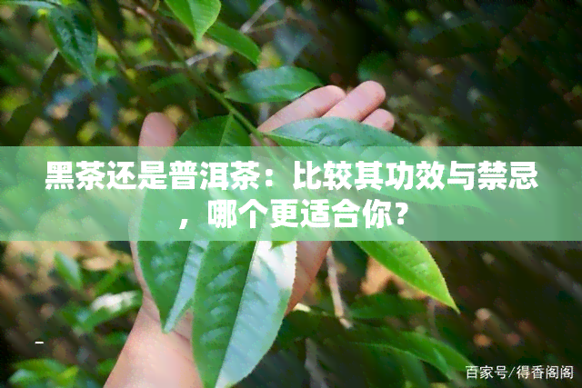 黑茶还是普洱茶：比较其功效与禁忌，哪个更适合你？