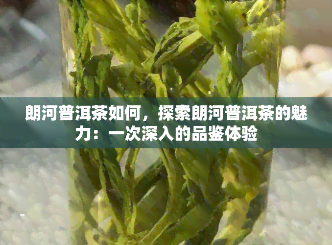 朗河普洱茶如何，探索朗河普洱茶的魅力：一次深入的品鉴体验