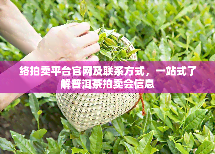 络拍卖平台官网及联系方式，一站式了解普洱茶拍卖会信息