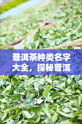 普洱茶种类名字大全，探秘普洱茶世界：种类大全一览无余