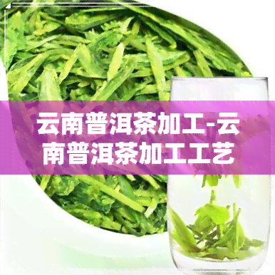 云南普洱茶加工-云南普洱茶加工工艺