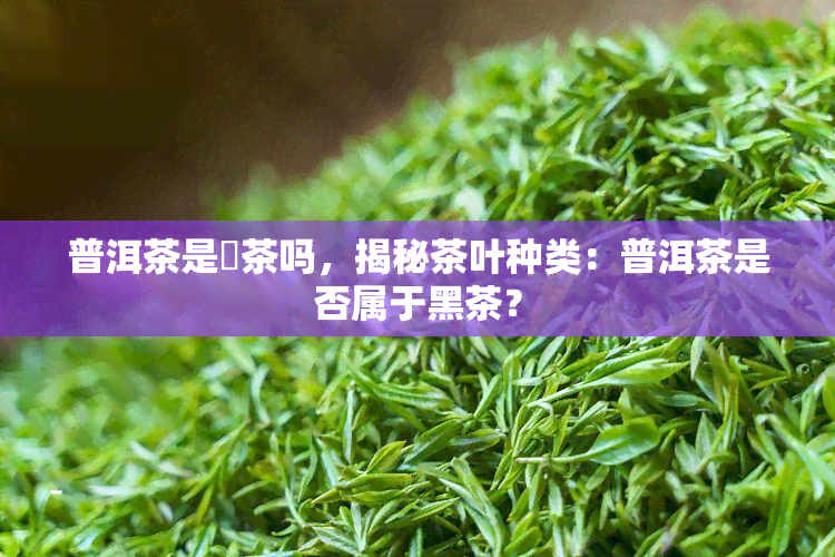 普洱茶是黒茶吗，揭秘茶叶种类：普洱茶是否属于黑茶？