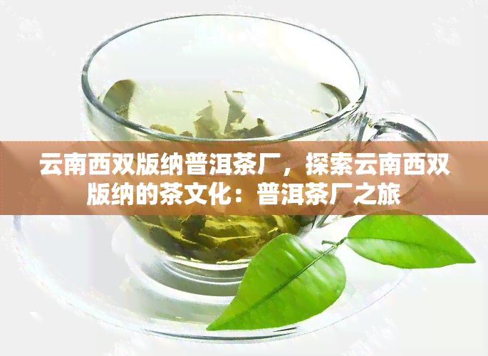 云南西双版纳普洱茶厂，探索云南西双版纳的茶文化：普洱茶厂之旅