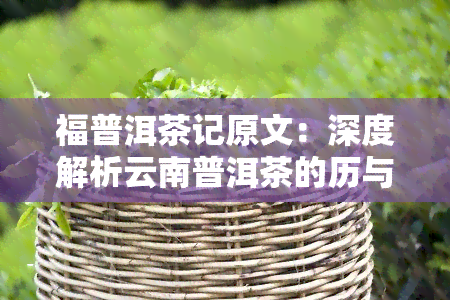 福普洱茶记原文：深度解析云南普洱茶的历与文化