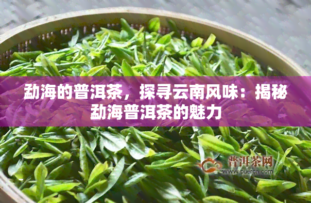 勐海的普洱茶，探寻云南风味：揭秘勐海普洱茶的魅力