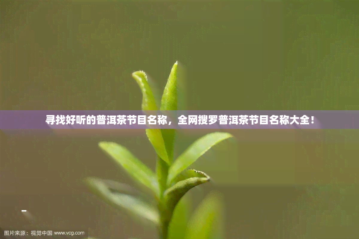 寻找好听的普洱茶节目名称，全网搜罗普洱茶节目名称大全！