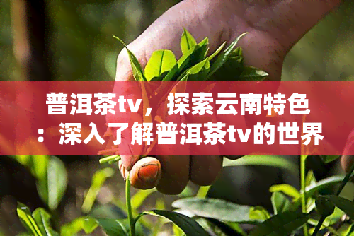 普洱茶tv，探索云南特色：深入了解普洱茶tv的世界