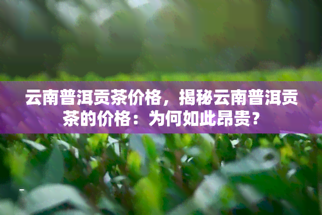 云南普洱贡茶价格，揭秘云南普洱贡茶的价格：为何如此昂贵？