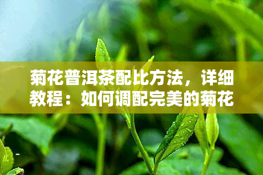 菊花普洱茶配比方法，详细教程：如何调配完美的菊花普洱茶？