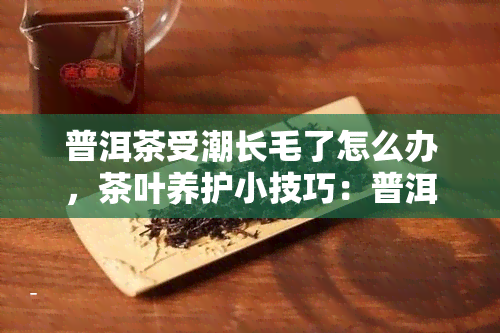 普洱茶受潮长毛了怎么办，茶叶养护小技巧：普洱茶受潮长毛的应对方法