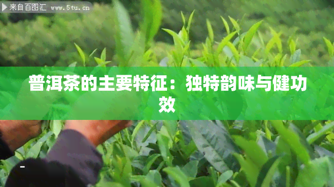 普洱茶的主要特征：独特韵味与健功效