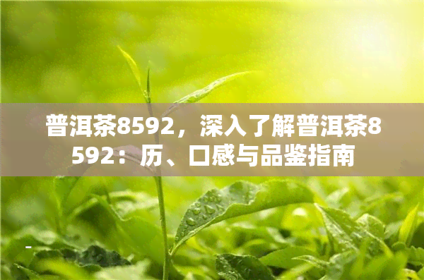 普洱茶8592，深入了解普洱茶8592：历、口感与品鉴指南