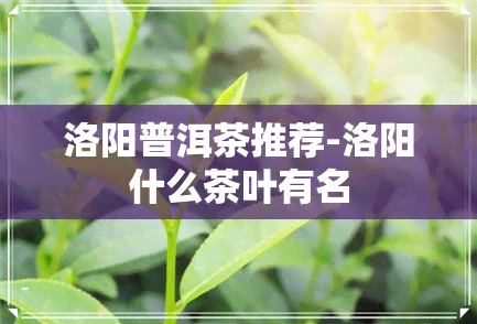 洛阳普洱茶推荐-洛阳什么茶叶有名