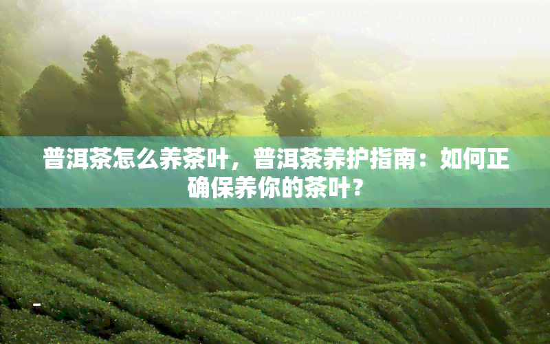 普洱茶怎么养茶叶，普洱茶养护指南：如何正确保养你的茶叶？